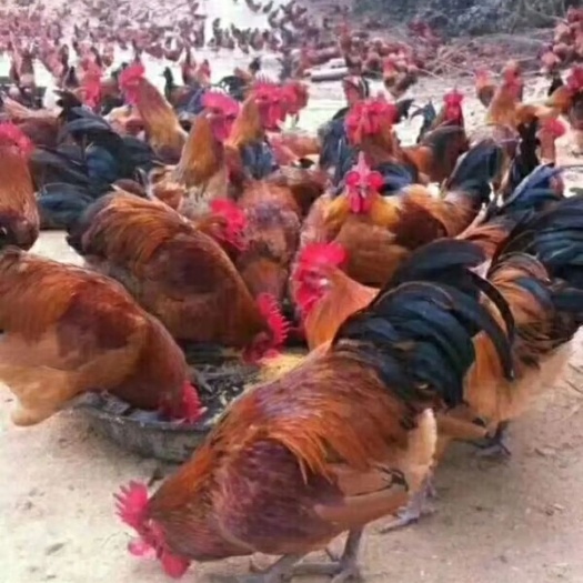 广州K9鸡苗 统货