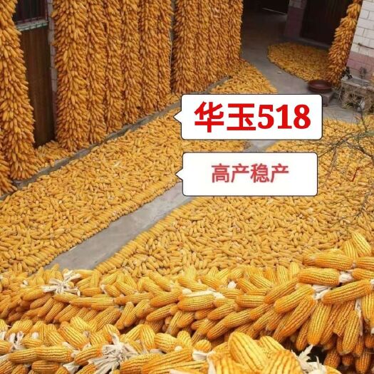 聊城玉米种子  华玉518亩变1800斤以上，100斤玉米六斤多芯