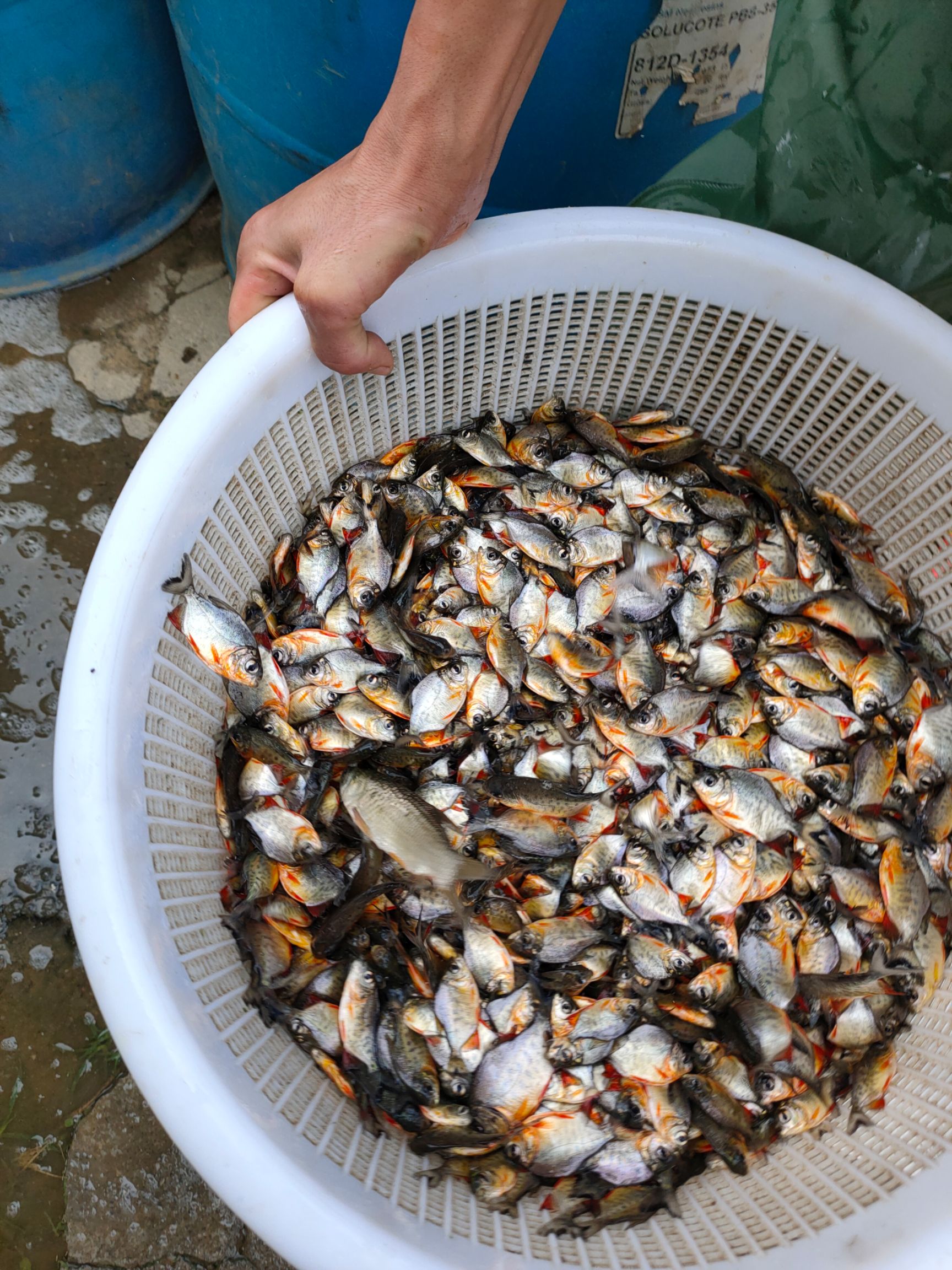 鲳鱼苗 各种大小规格鱼苗供应，欢迎了解订购 谢谢合作。