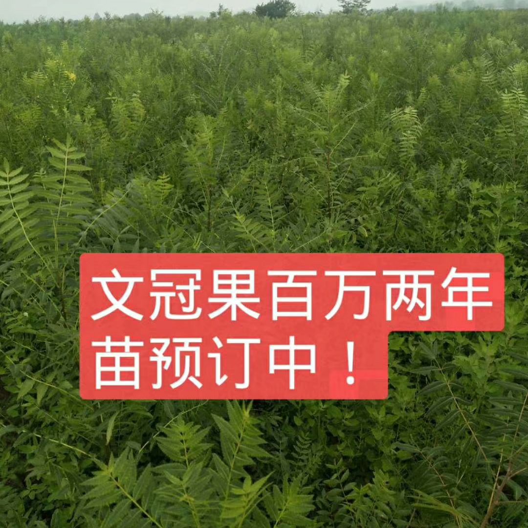 文冠果树苗  文冠苗预订中  一年文冠苗  山西文冠苗培育基地