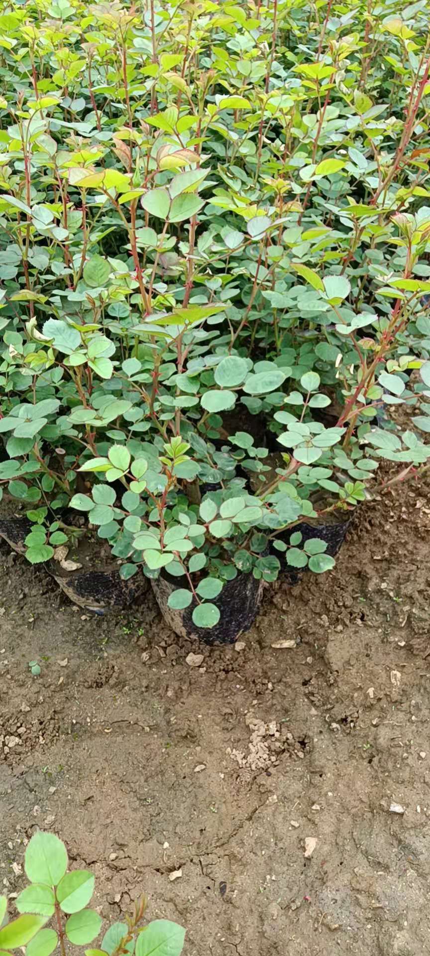 大花月季 月季小苗品种：口红，粉扇，菲扇