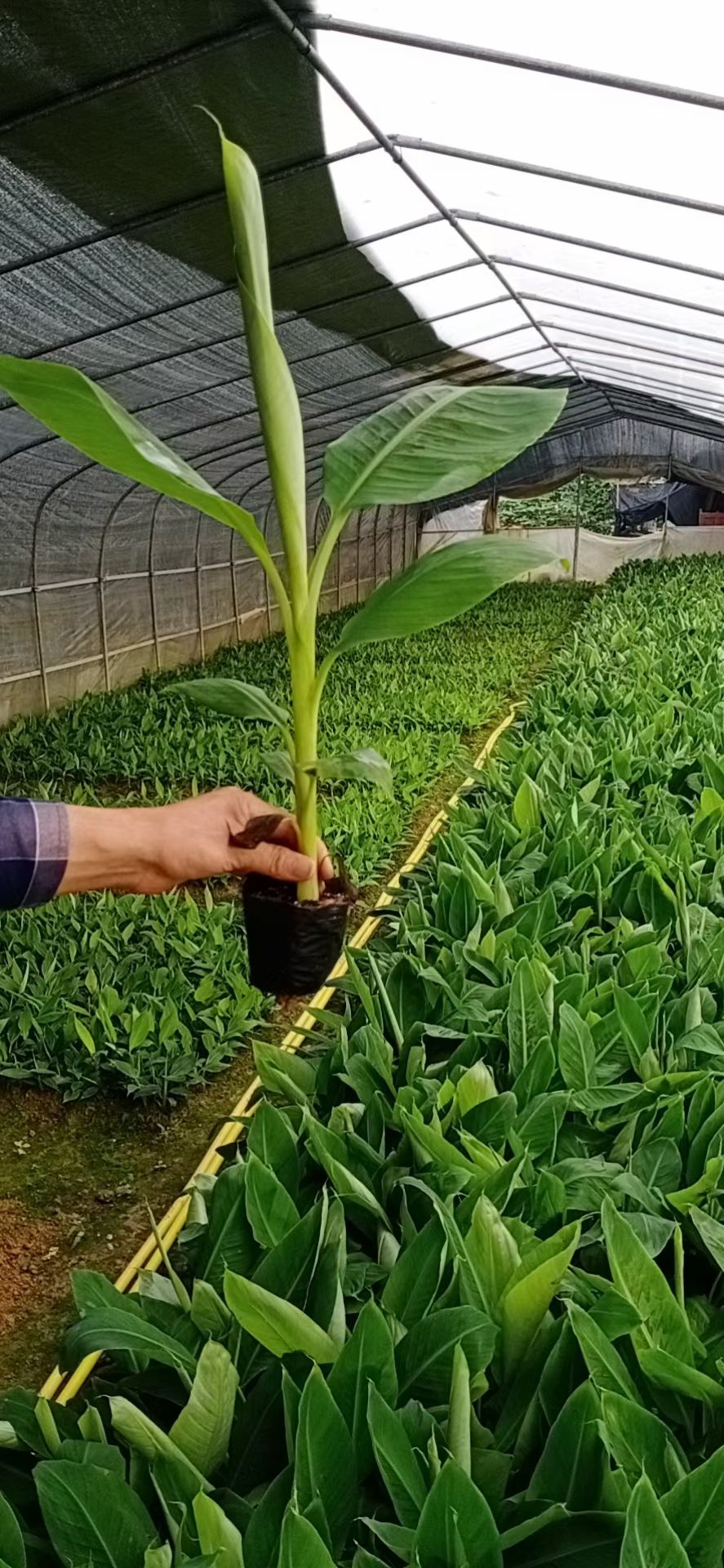 矮粉一号香蕉苗 中蕉9号香蕉苗 香蕉树苗包邮苹果蕉红香蕉芭蕉苗矮粉