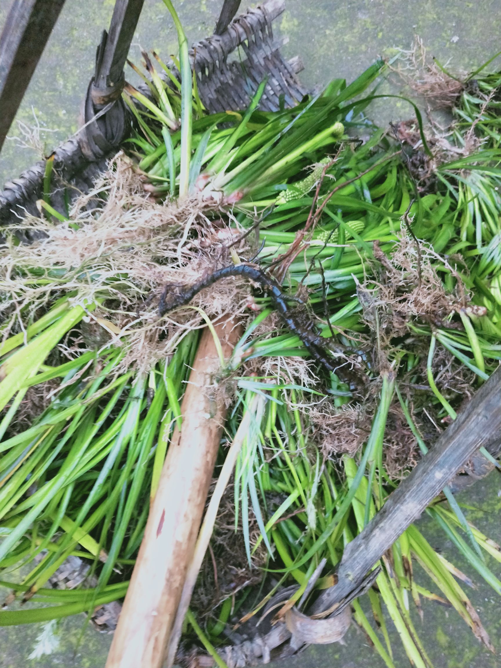 石菖蒲苗  石甫苗