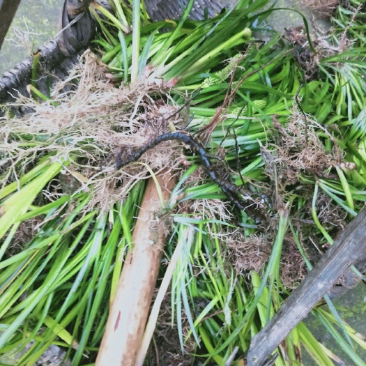 兴安县石菖蒲苗  石甫苗