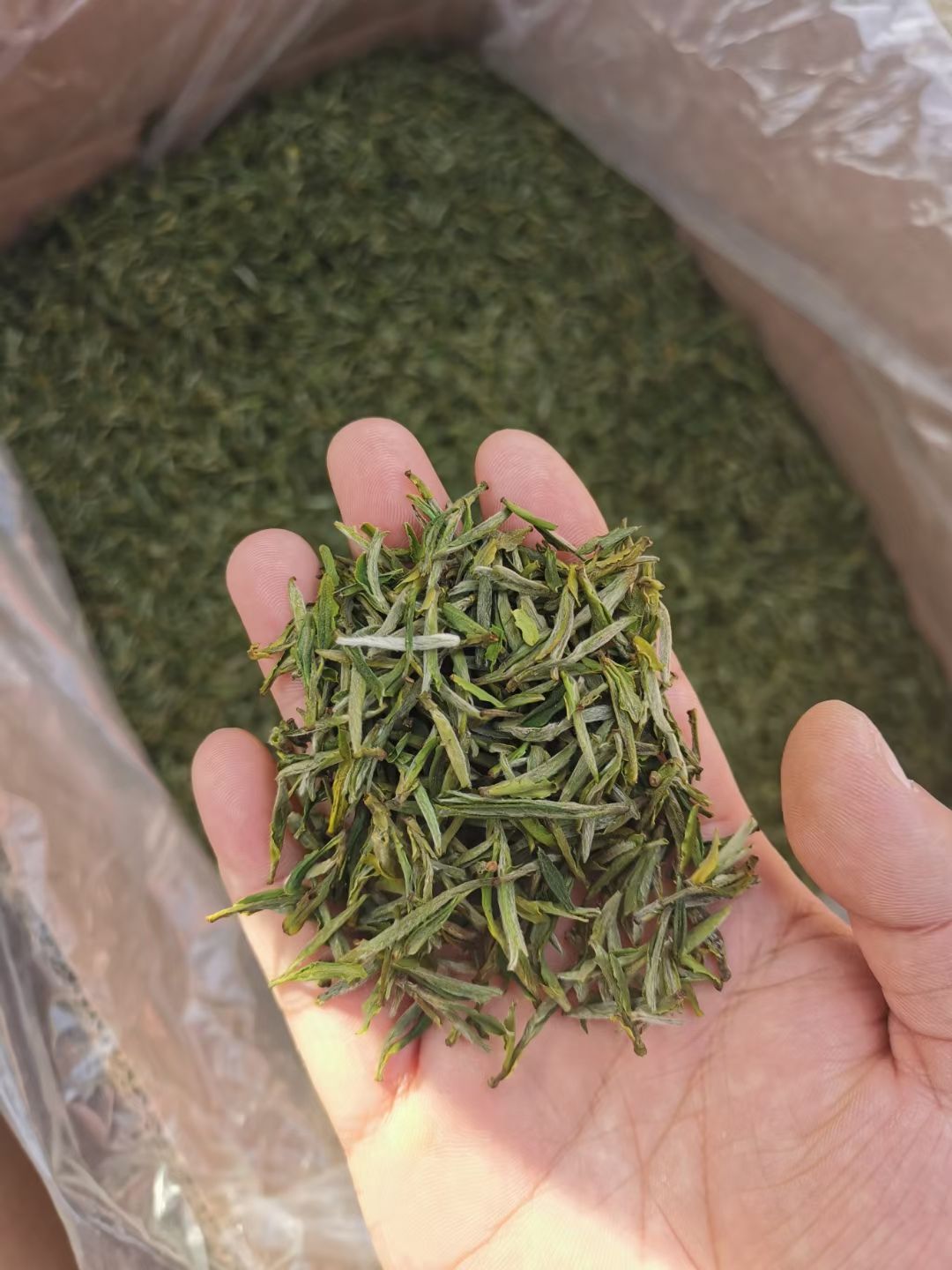 黄芽茶  霍山黄牙茶，明前茶，产地直销