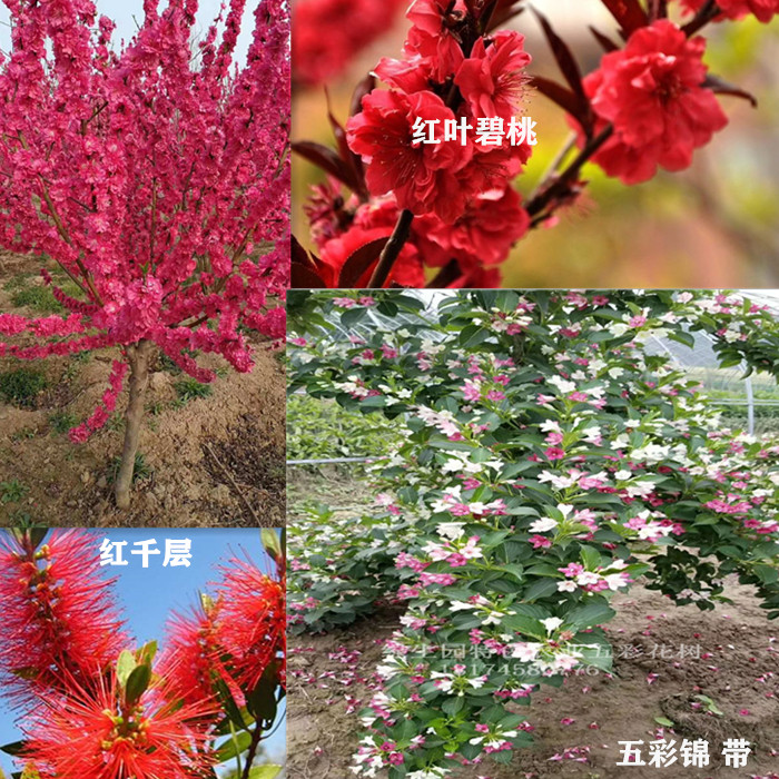 富贵菜苗  高价绿化树五彩花树五彩锦带种苗大树批发零售手续齐