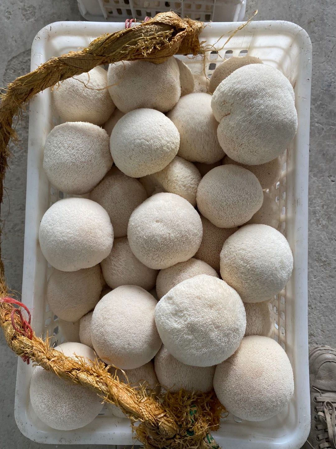 鲜猴头菇  林下仿野生种植猴头菇大量产出，有兴趣的客户可以来聊………