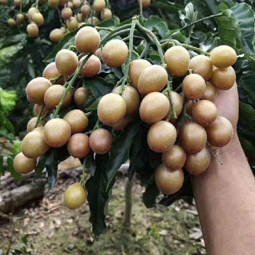 灵山县黑黄皮果苗 