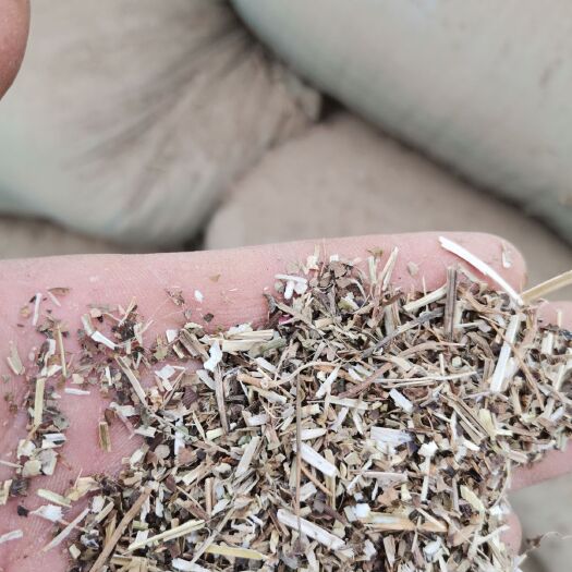 正阳县花生秧 