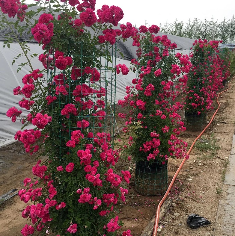 木香花  种植基地批发红木香黄木香白木香四季木香品种纯质量好