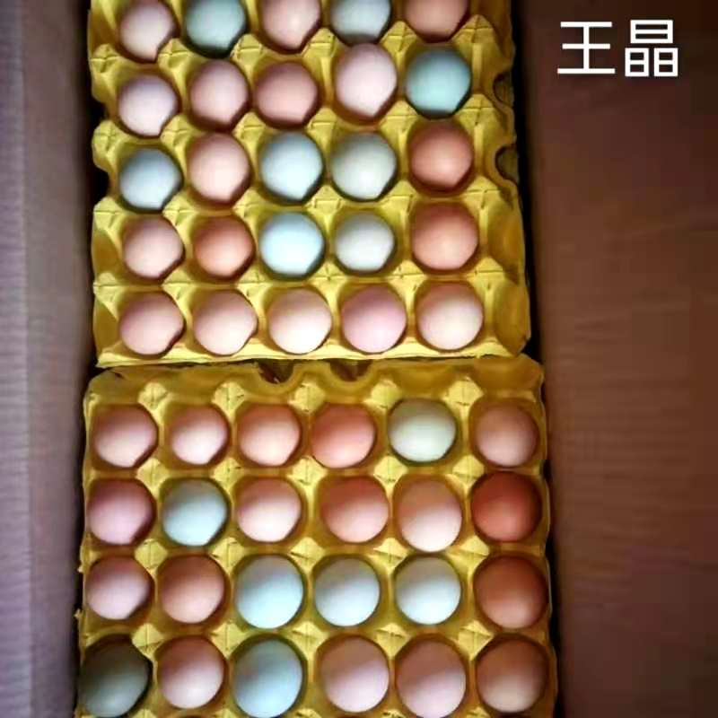 粉壳蛋  信扬黑粉壳双色鸡蛋360个36斤武汉发全国物流