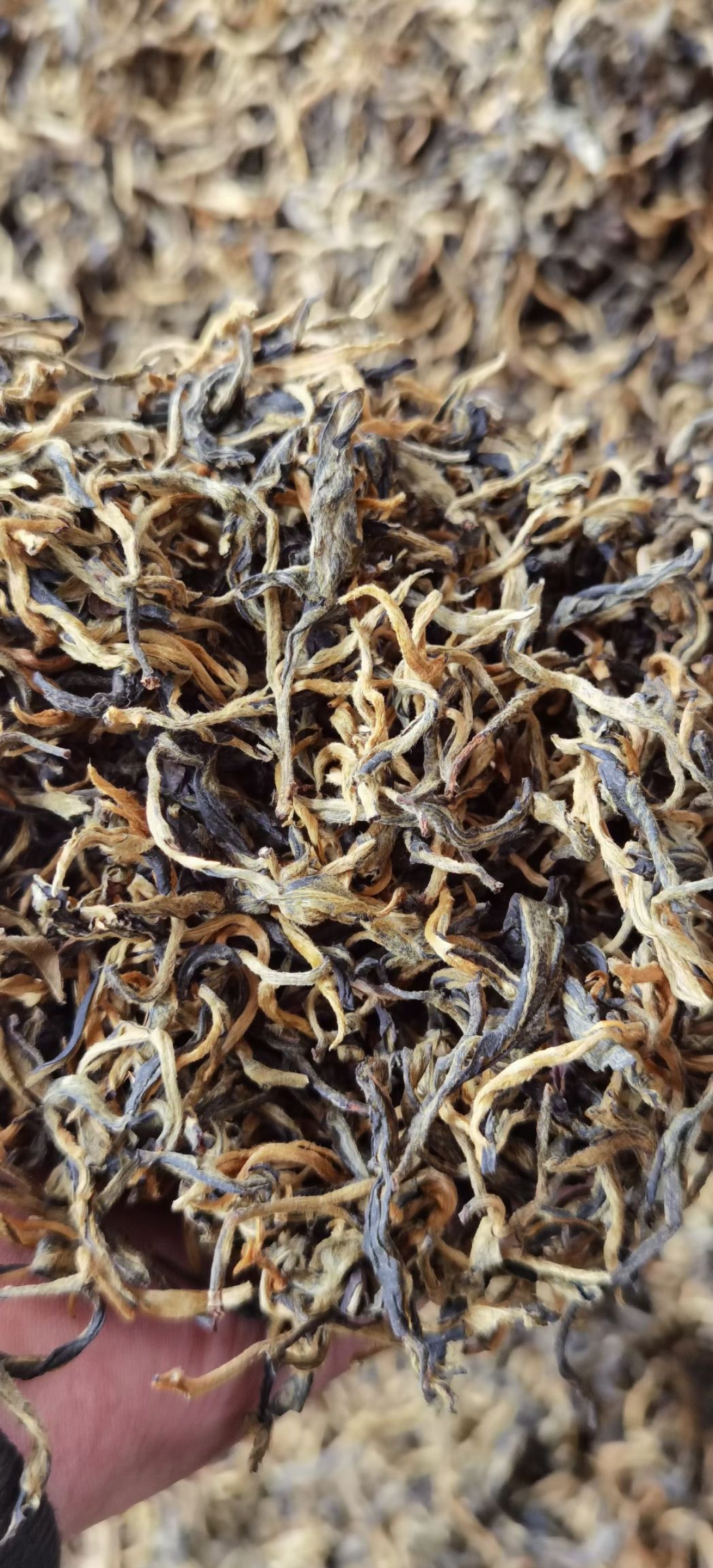滇红工夫  2021年清明前一叶子红茶