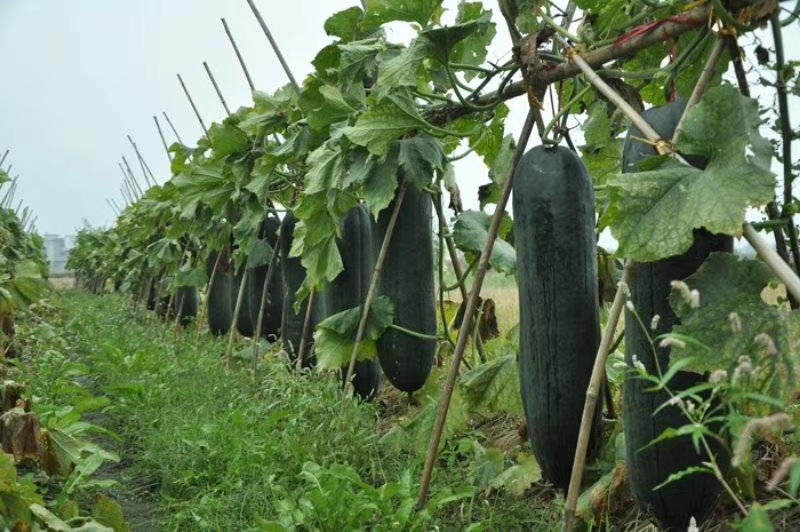 东方市铁优冬瓜种子，高产，多边籽发芽率较高，肉厚腔小，耐贮运