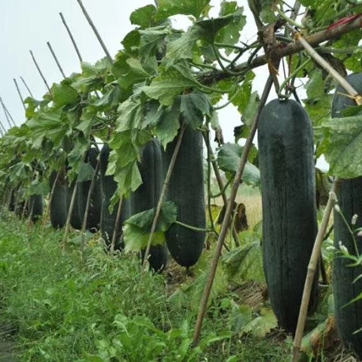 铁优冬瓜种子，丰产，多边籽发芽率较高，肉厚腔小，耐贮运