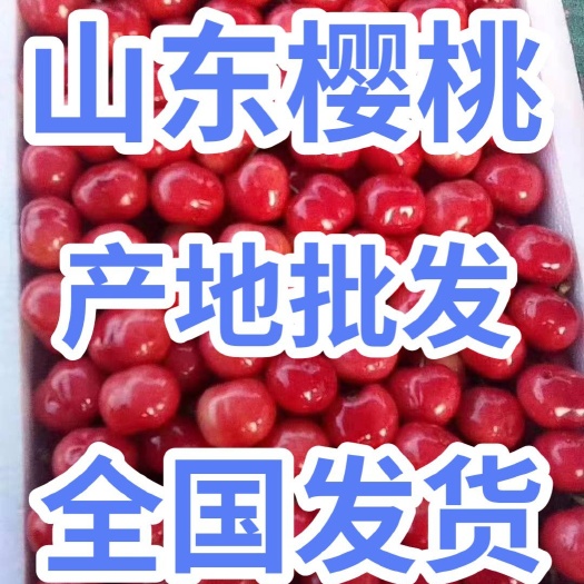 临朐县樱桃 山东大樱桃大量上市了 红灯美早等品种齐全货源充足