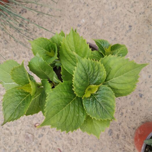 常州草花  无尽夏