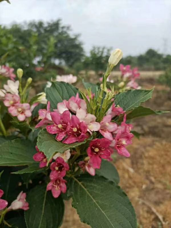富贵菜苗  高价绿化树五彩花树五彩锦带种苗大树批发零售手续齐