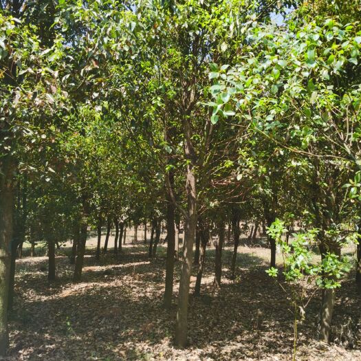 宜良县各种规格香樟袋、地、断根苗