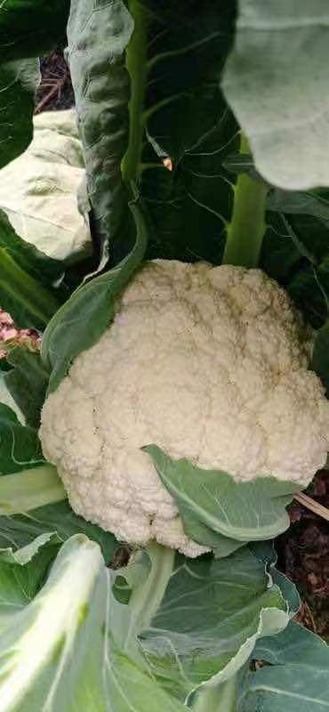 绵阳白花菜花 四川有机花面白净