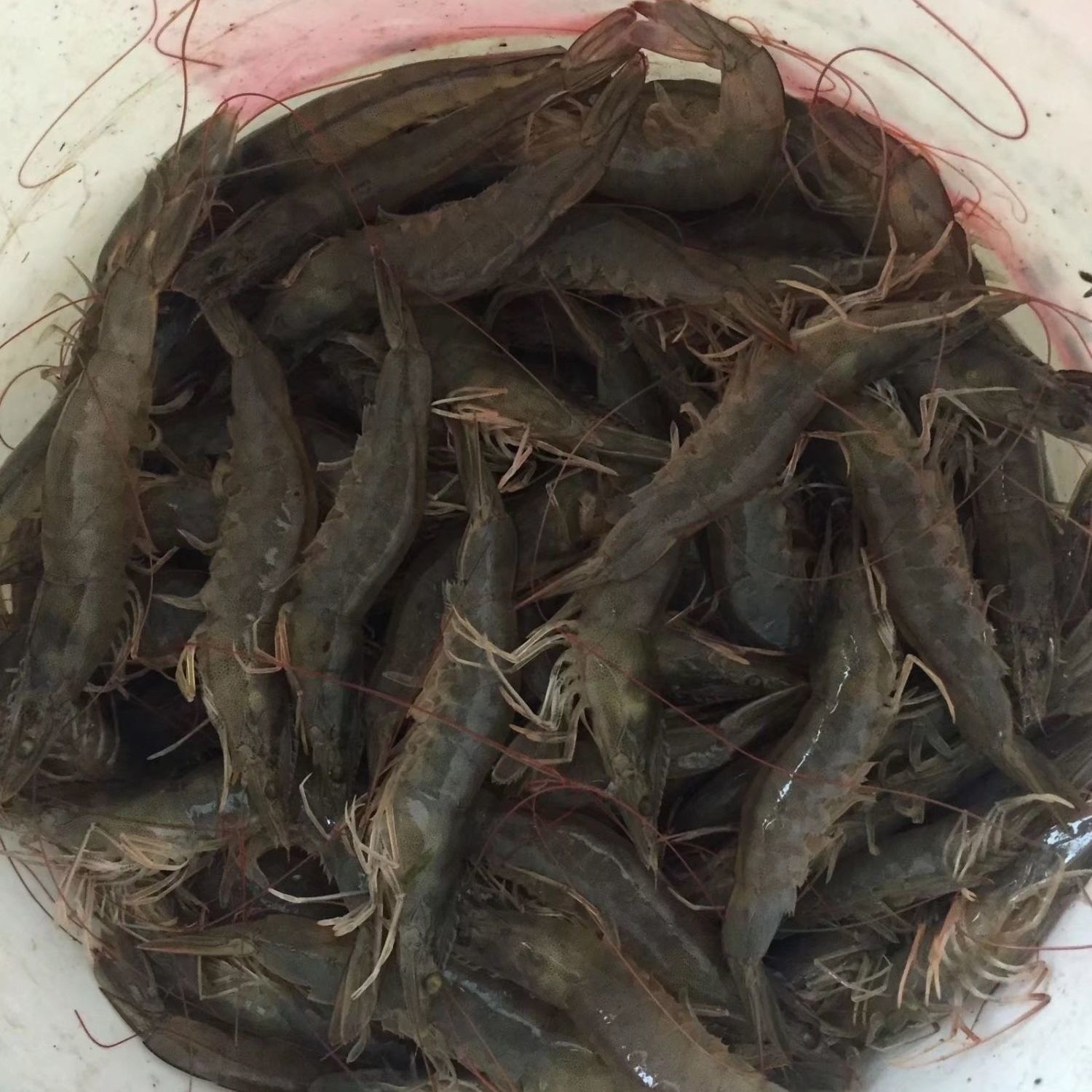 南美白对虾苗基围虾苗对虾苗一代苗高抗淡化苗免费提供技术指导