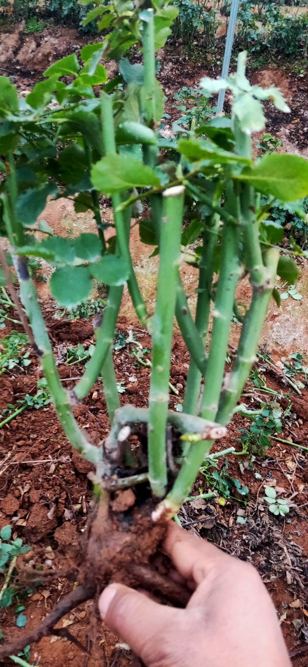 大花月季苗批发