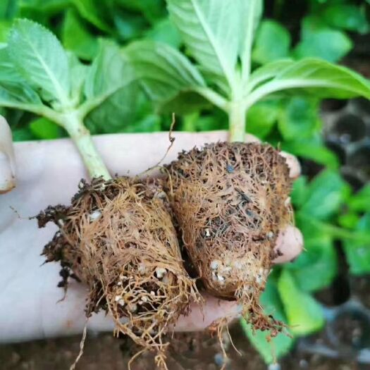 昆明大八仙花  绣球花苗批发
