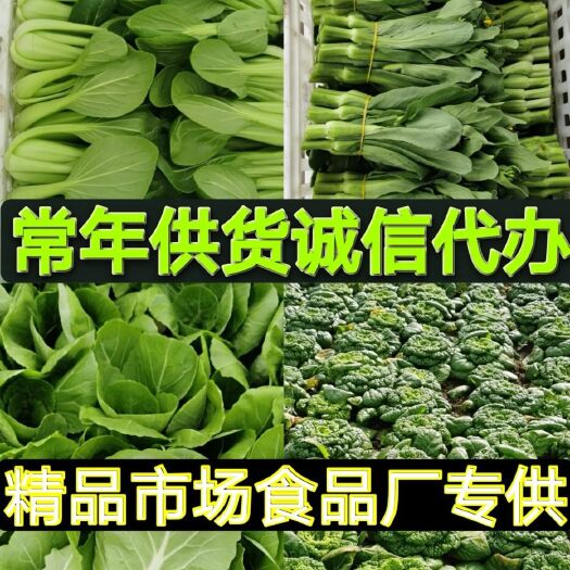 太和县万亩大棚精品上海青，欢迎各地老板前来选购
