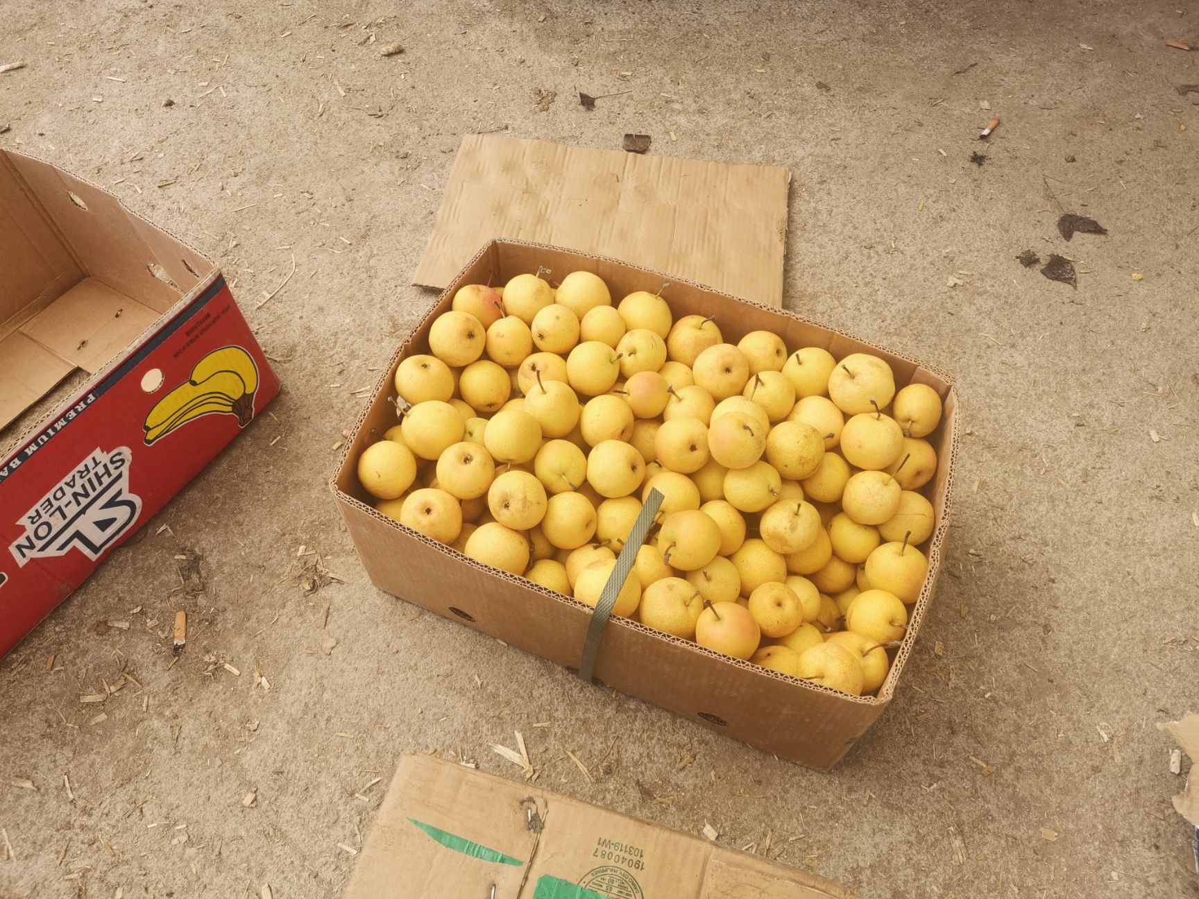  南果梨  鞍山特产  浓郁酒香 脆甜多汁 适合个大市场