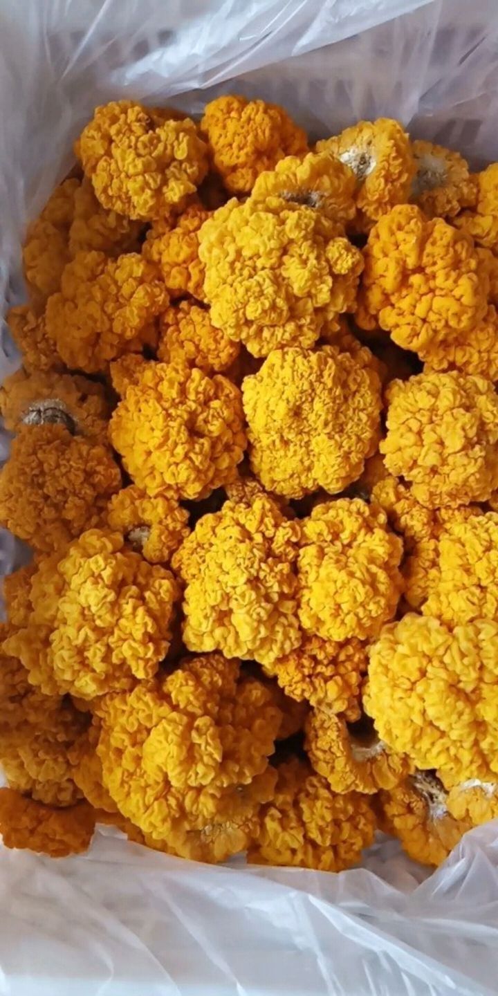 椴木银耳  银耳，金耳专业户需要银耳联系