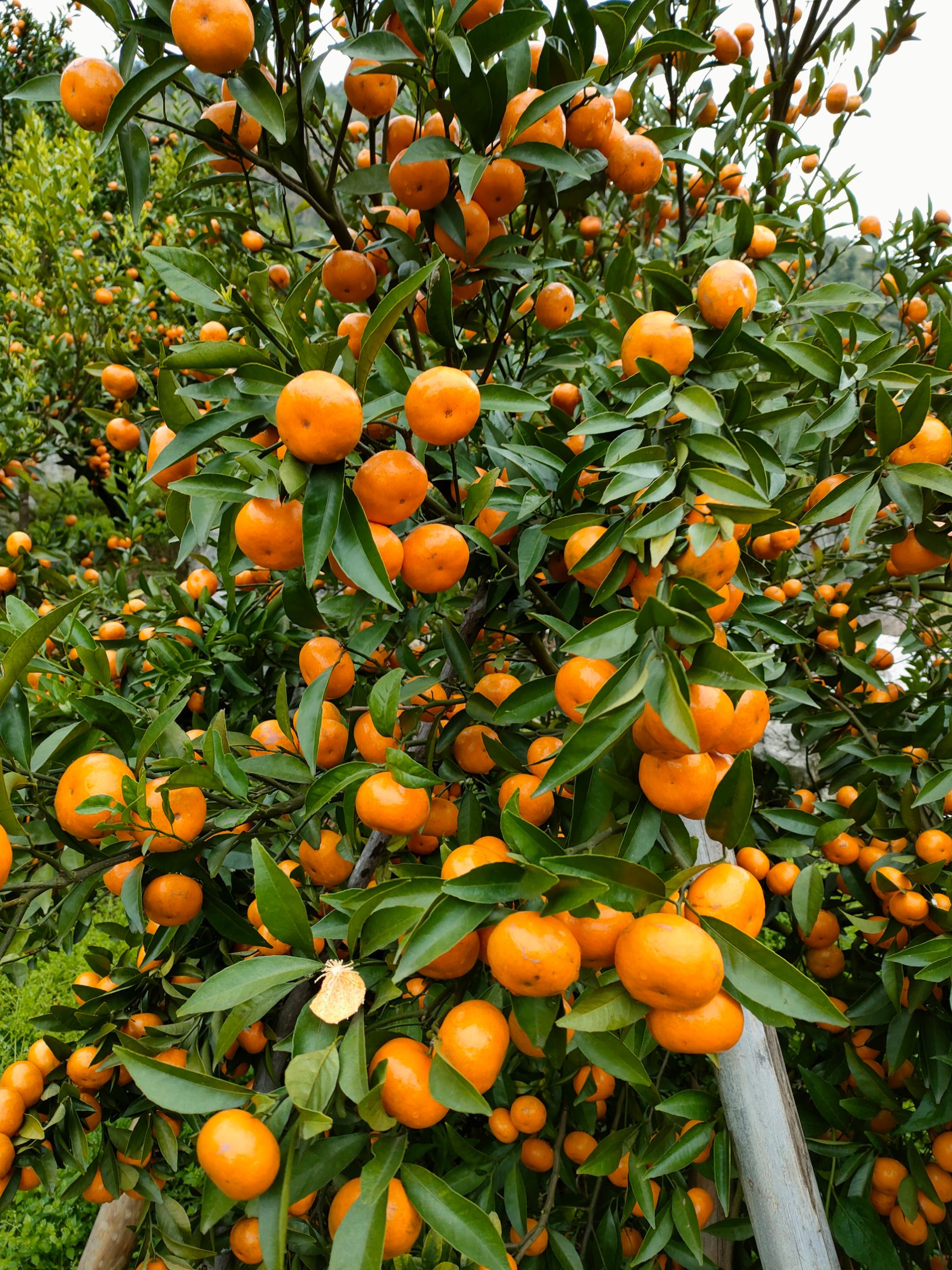 柑桔  广西阳朔新鲜应季马水桔.皮靓细口感甜清.糖度多汁