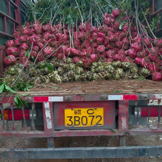 奉新县木荷苗