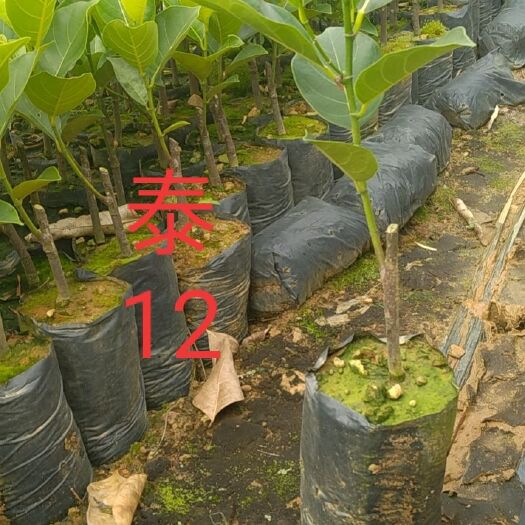 紅肉菠蘿蜜苗  泰12菠蘿蜜苗