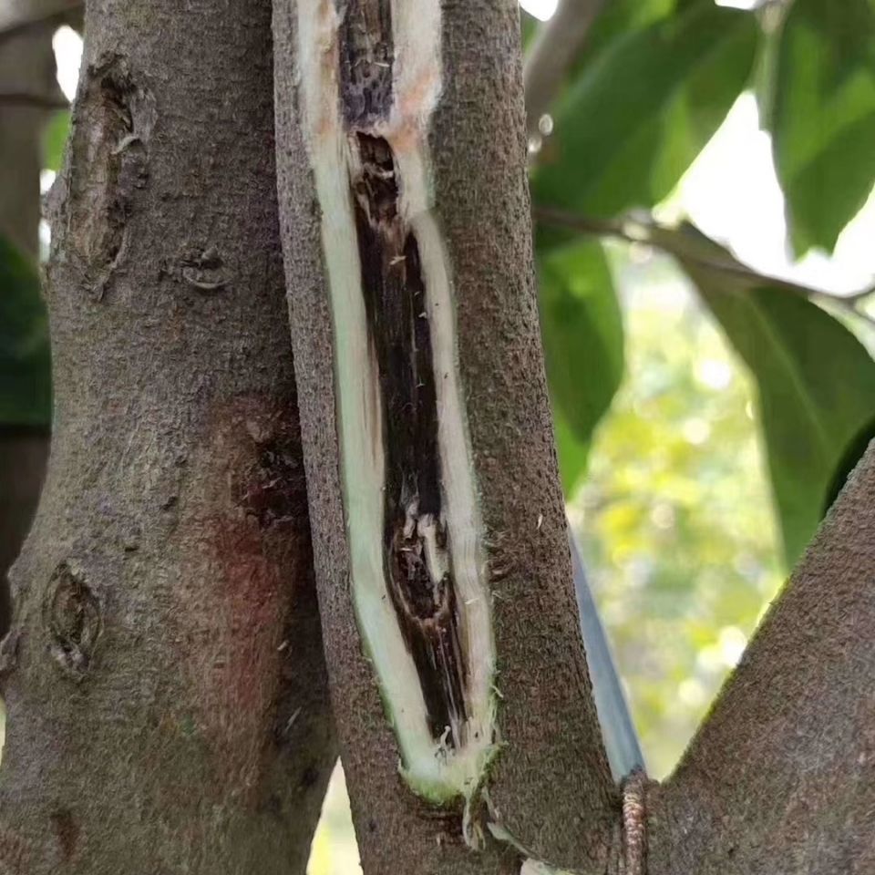 沉香苗  沉香树苗绿奇楠嫁接苗盆栽植物产地直销带营养杯发货