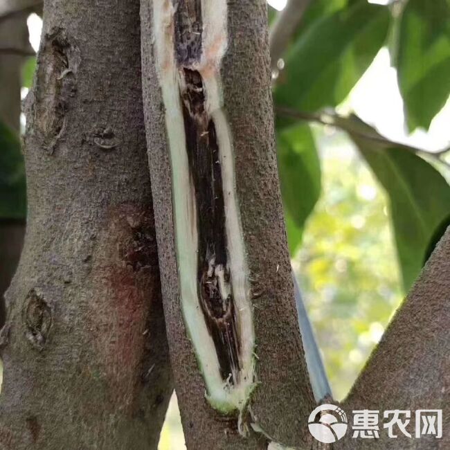 沉香苗  沉香树苗绿奇楠嫁接苗盆栽植物产地直销带营养杯发货