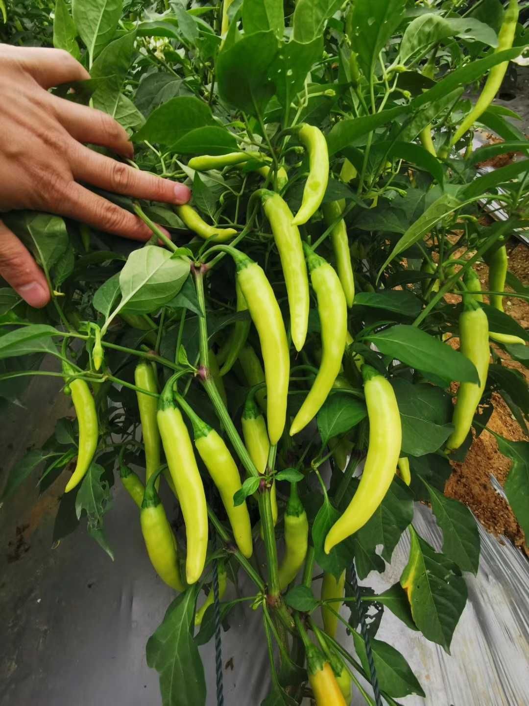 小白鸽白皮辣椒种 早中熟 辣味香浓 抗病抗逆行强