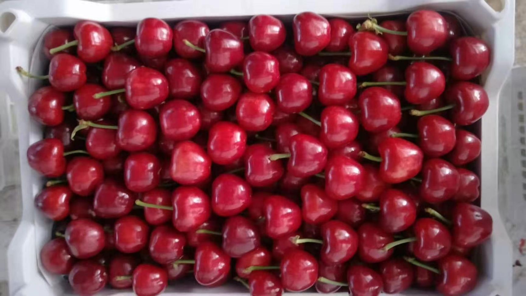 樱桃 山东大樱桃大量上市了 红灯美早等品种齐全货源充足