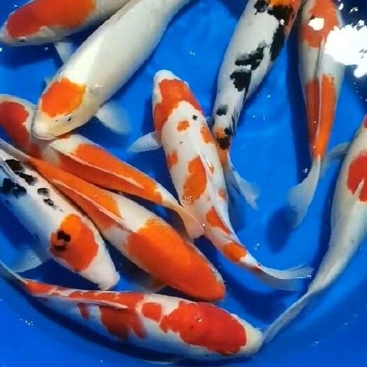 镇平县红白大正三色锦鲤