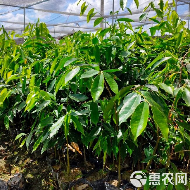 沉香苗  沉香树苗绿奇楠嫁接苗盆栽植物产地直销带营养杯发货