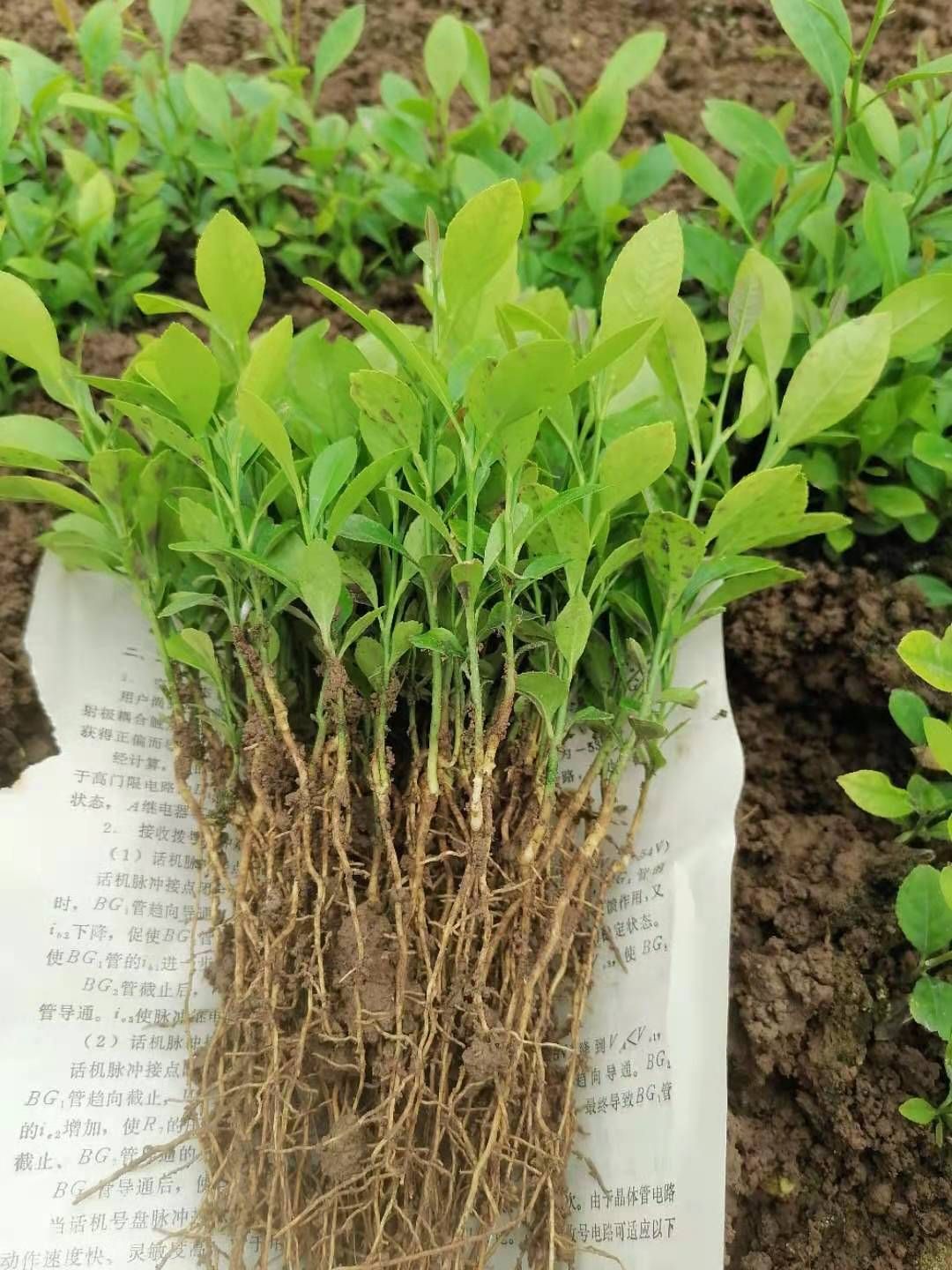 阳朔县青柠檬苗  柠檬苗，土柠檬小叶红芽品种