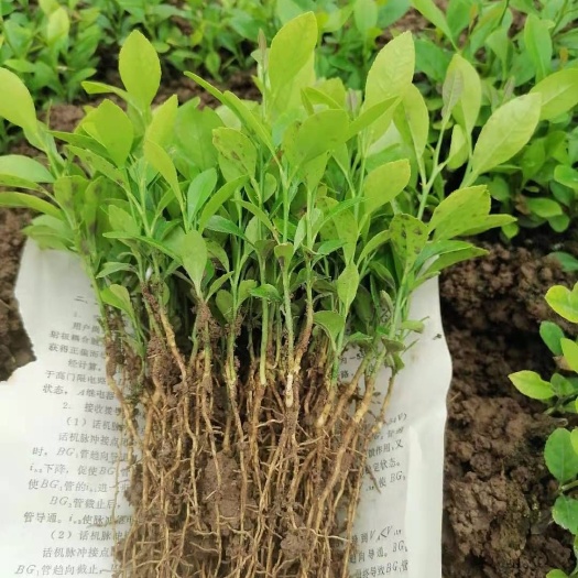 青柠檬苗  柠檬苗，土柠檬小叶红芽品种
