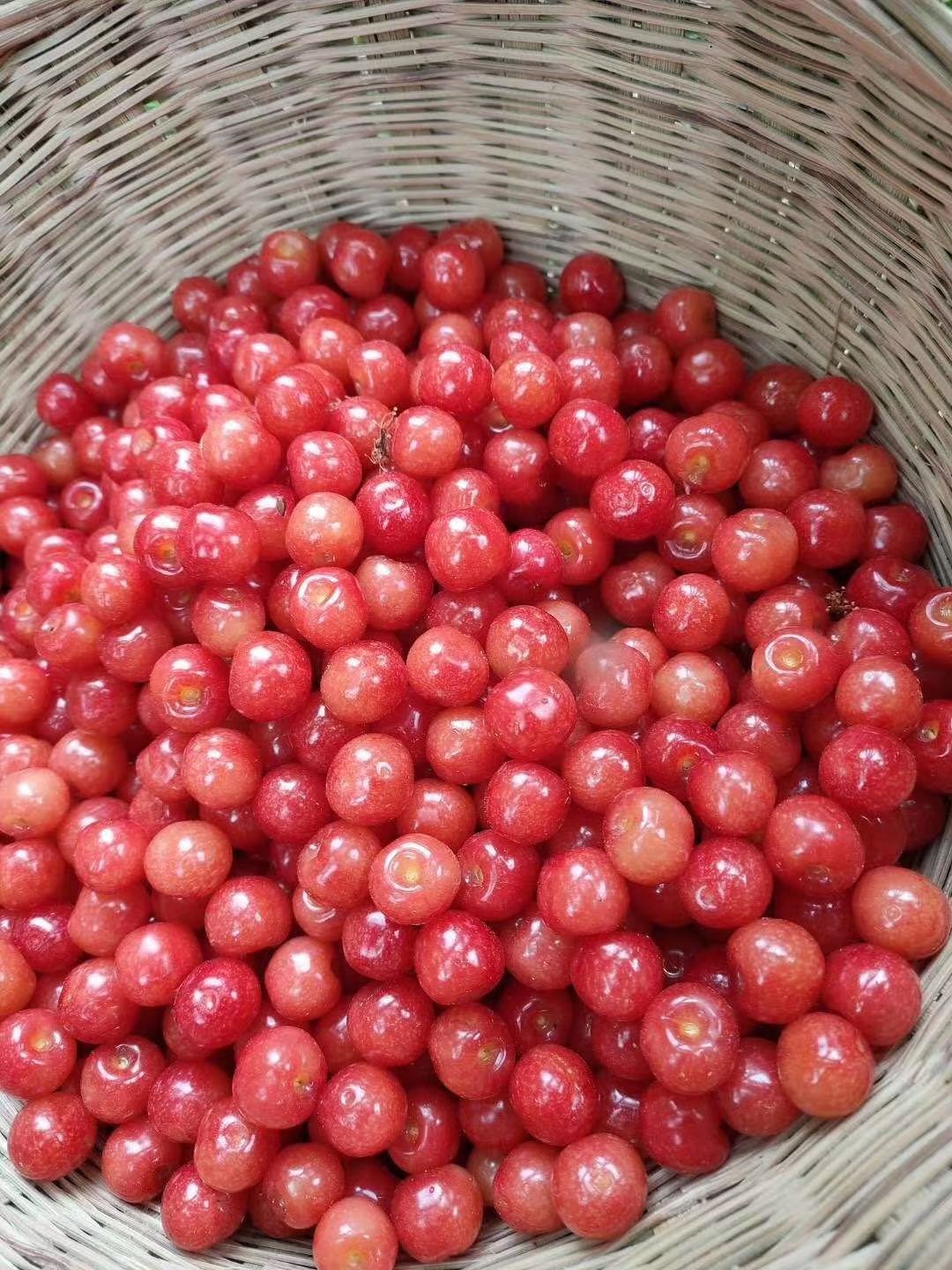 黑珍珠樱桃  四川米易黄草土樱桃中华小樱桃恩特儿