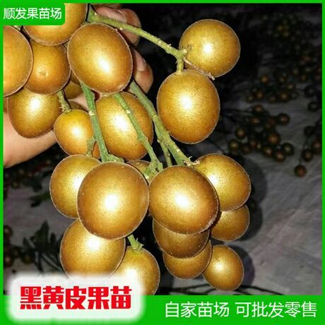 灵山县 黄皮苗，黑黄皮果苗、贵妃黄皮苗、紫肉黄皮苗、鸡心黄皮皮嫁接苗