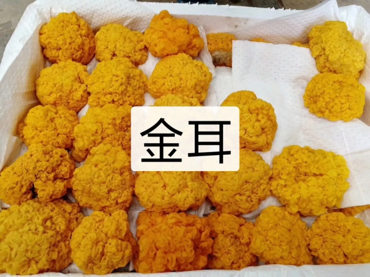 椴木银耳  银耳，金耳专业户需要银耳联系