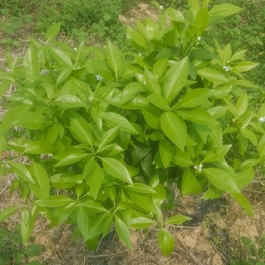 南靖县沃柑苗转售（本人因土地需要出让，便宜将种植一年沃柑苗销售）