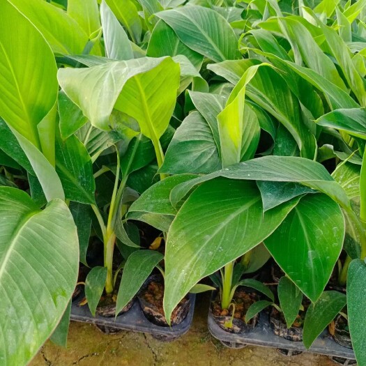 灵山县矮粉一号香蕉苗  中蕉9号香蕉苗 香蕉树苗包邮苹果蕉红香蕉芭