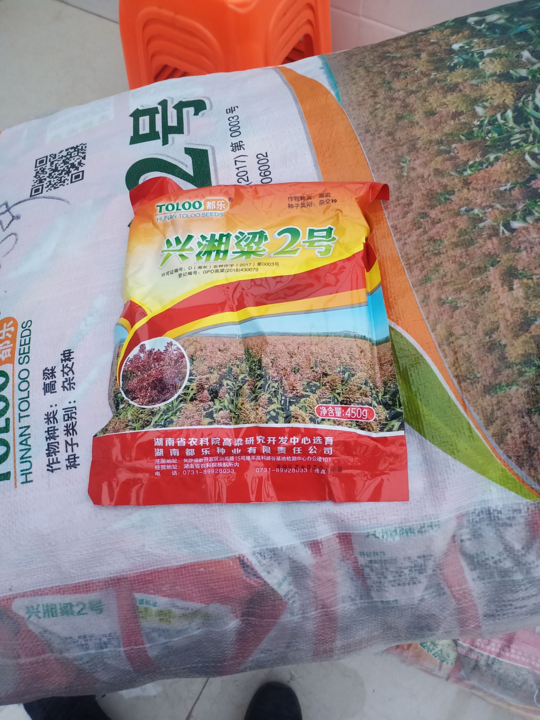 红缨子高粱种子 订单回收干湿都行地头接货  红缨子种子有优惠最低0元