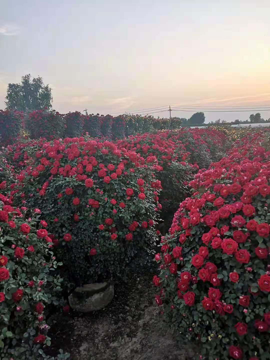 变色月季  月季花球，品种藤彩虹，夏令营
