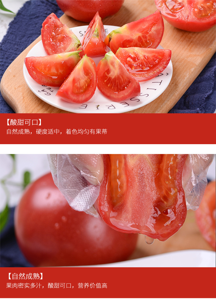 【沙瓤多汁】山东普罗旺斯西红柿现摘现发