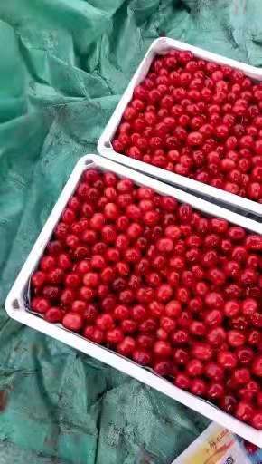 樱桃 山东大樱桃大量上市了 红灯美早等品种齐全货源充足
