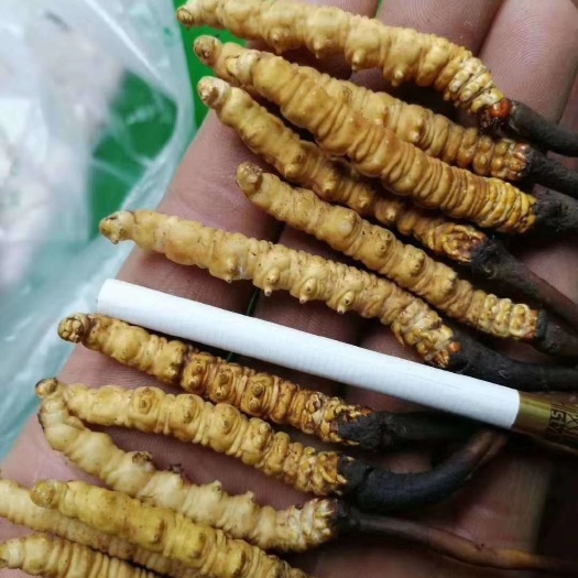 松潘县冬虫夏草 